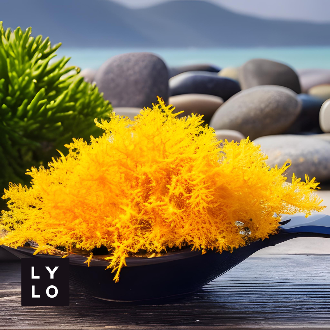 10 Reasons Why Irish Sea Moss Gel is a Must-Have for a Healthy Lifestyle
