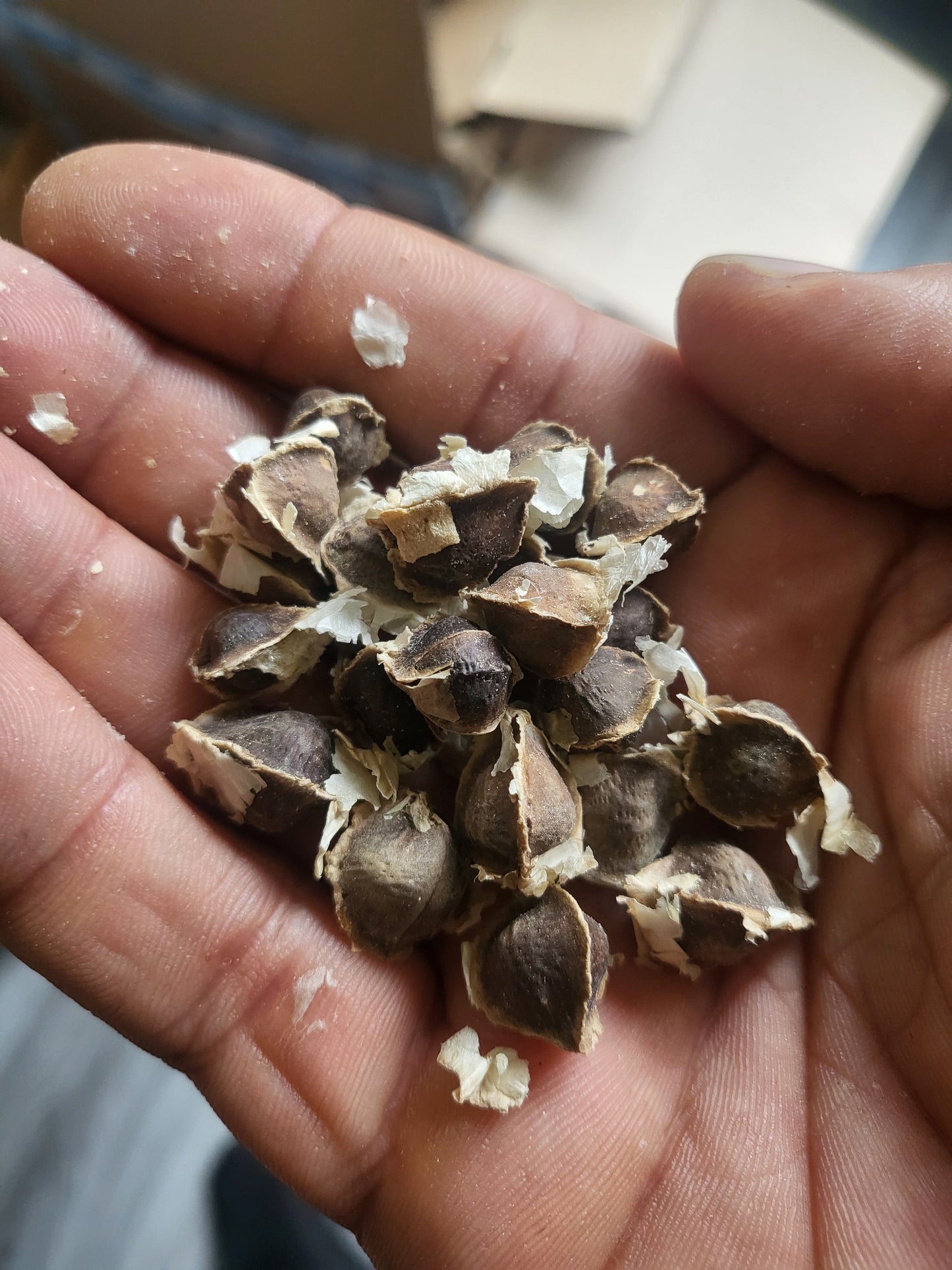 Moringa Seeds