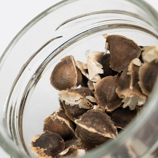 Moringa Seeds